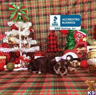 miniature schnauzer puppy posted by Rhonda Wallace